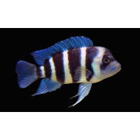 Cyphotilapia Frontosa 7cm